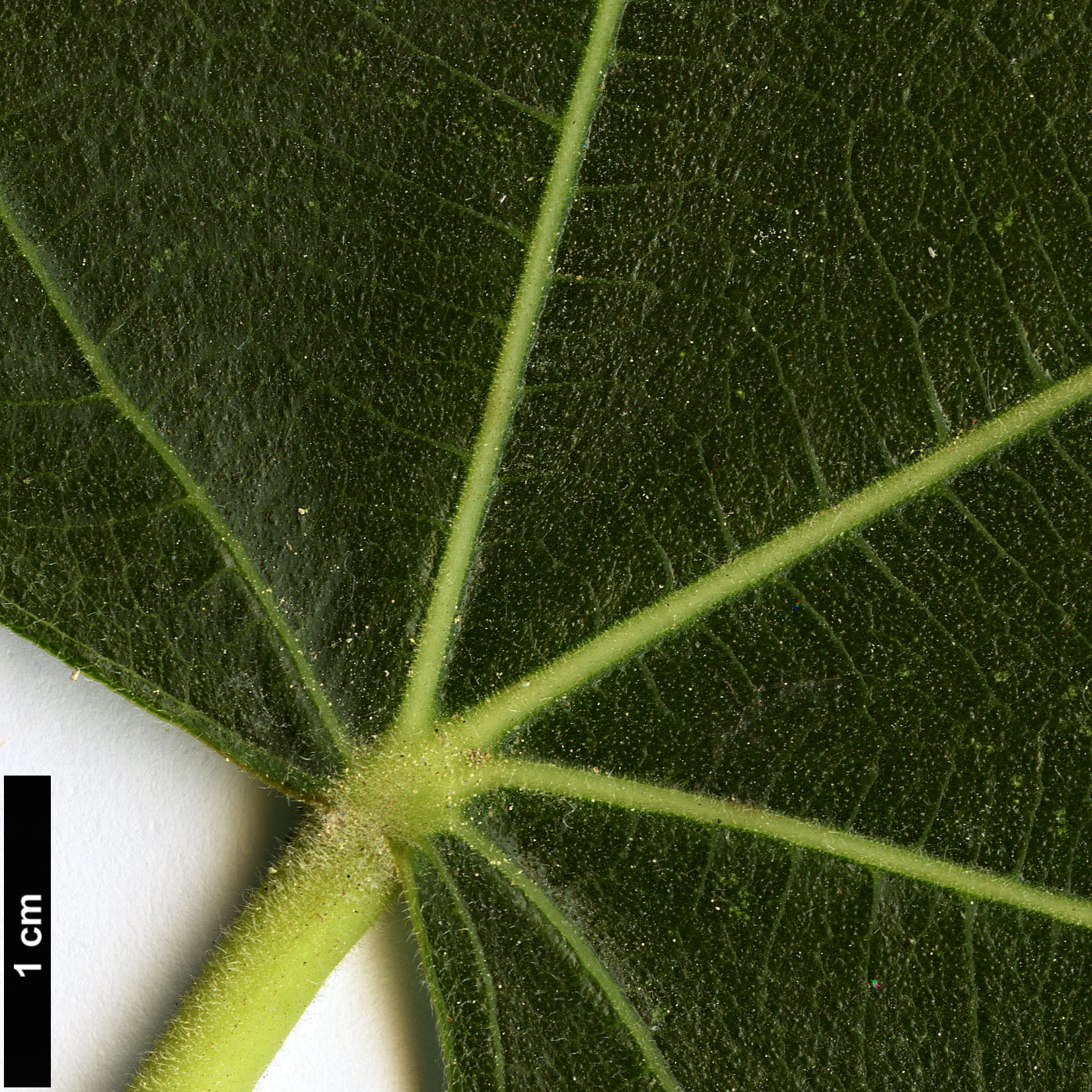 High resolution image: Family: Moraceae - Genus: Ficus - Taxon: palmata